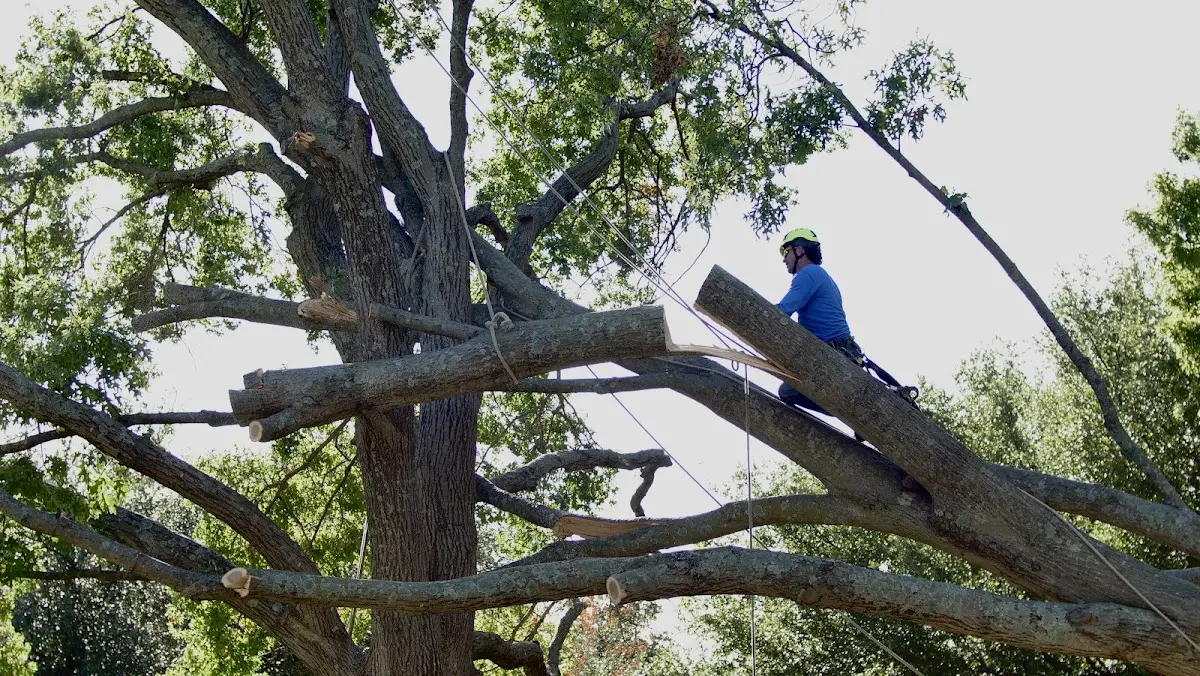 Professional Crown Thinning performed by certified arborists in Dupo